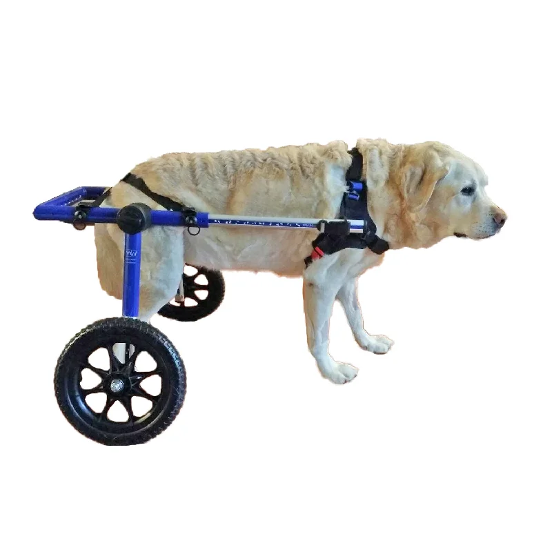 - Pet water dispenser UV sterilization versionWalkin' Wheels Large Wheelchair (70-180lbs) - Blue